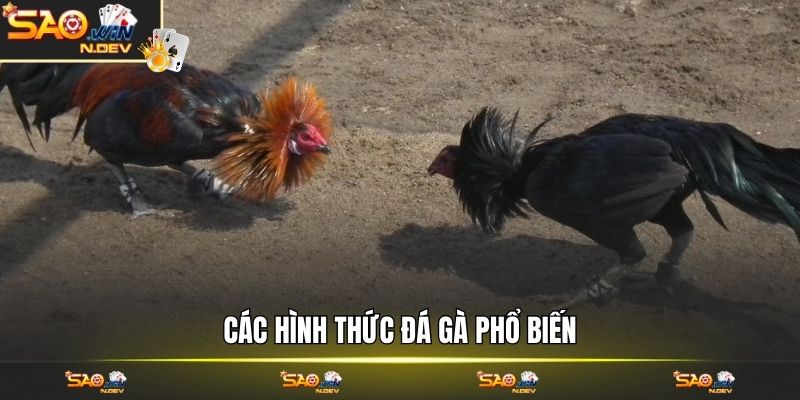 đá gà Saowin